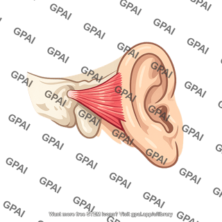 Posterior auricular
