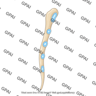 Sternum lateral