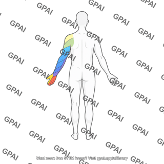 Upper limb dermatomes posterior on full body