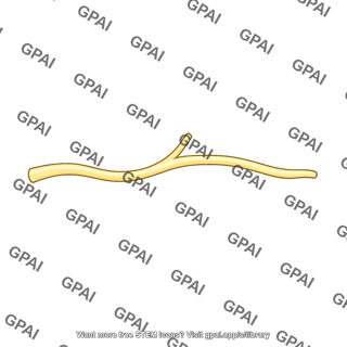Nerve branch
