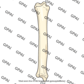 Anterior surface of ulna