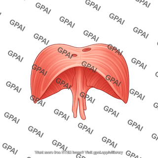 Diaphragm male