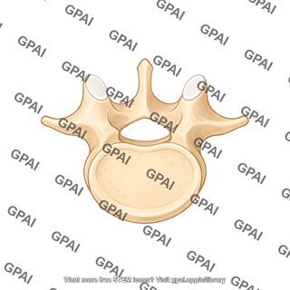 Vertebra lumbar l5 superior