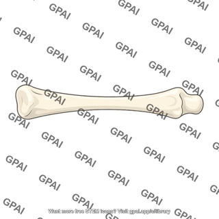 Long bone
