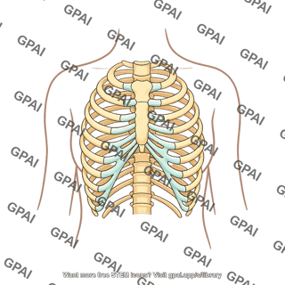 Rib cage female