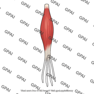 Extensor digitorum longus