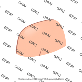 Human abdomen side view