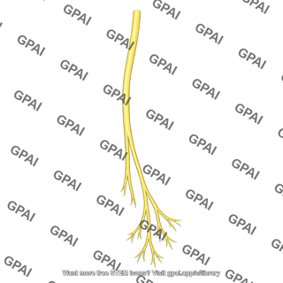 Lateral cutaneous nerve of the thigh
