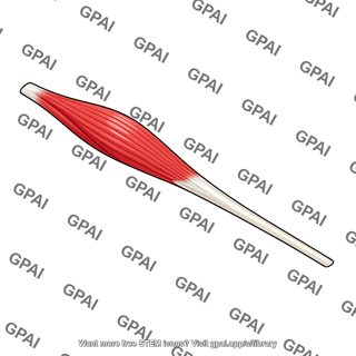 Fibularis tertius muscle