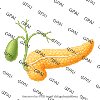Pancreas with galbladder and ducts 810