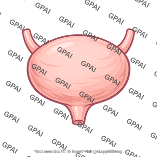Bladder