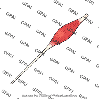 Extensor pollicis longus