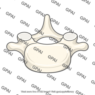 Vertebra