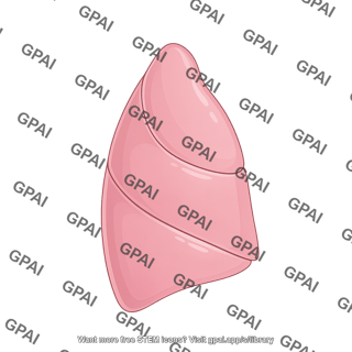 Right lung lateral