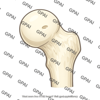 Femoral head