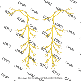 Autonomic nerve pathways