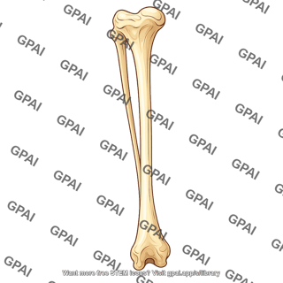 Tibia