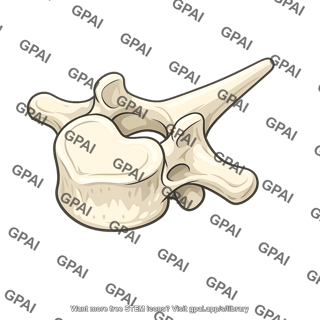 Vertebra t5