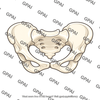True pelvis