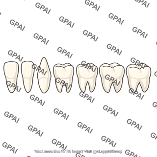 Human teeth set