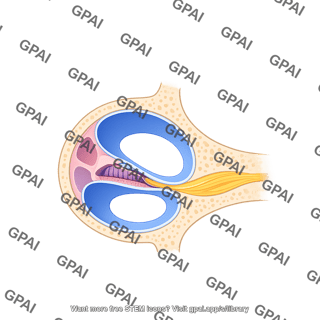 Cochlear duct cross section