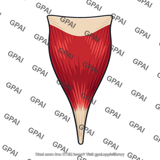 Soleus muscle