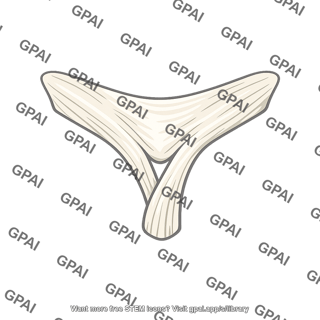 Iliofemoral ligament