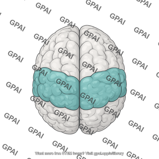 Brain superior view parietal lobe