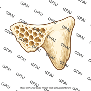 Mastoid process of middle ear