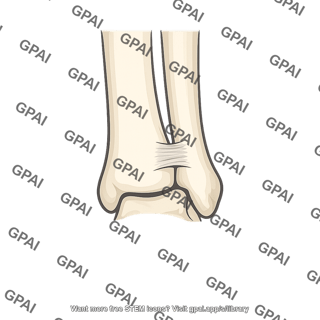 Inferior tibiofibular joint