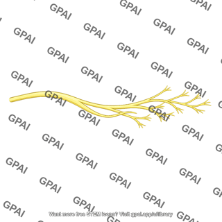 Deep branch lateral plantar nerve