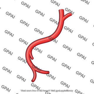 Sigmoid artery