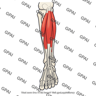 Anterior leg compartment