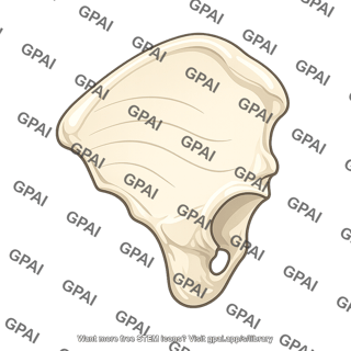 Gluteal surface of ilium