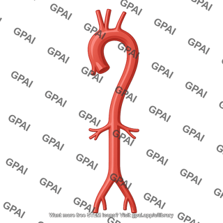 Aorta 366
