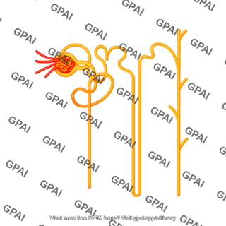 Nephron with vessels