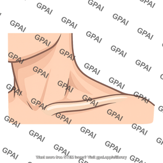 Supraclavicular fossa
