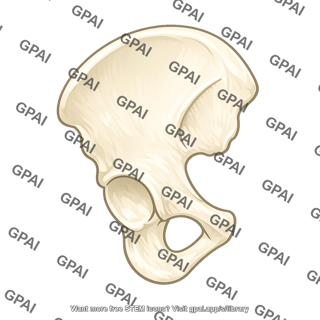 Hip bone
