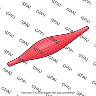 Fusiform skeletal muscle
