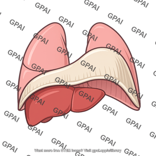 Right hemidiaphragm elevated