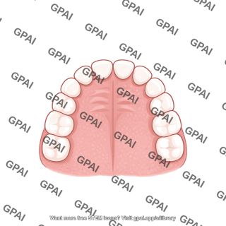 Dentition primary upper
