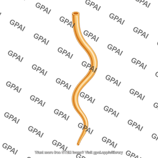 Ureter right