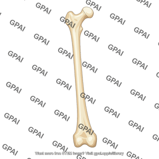 Femur anterior 565
