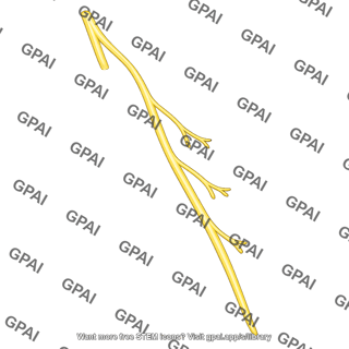 Dorsal scapular nerve
