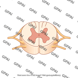 Spinal cord cross section generic 2 62