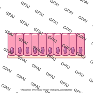 Gastric epithelium