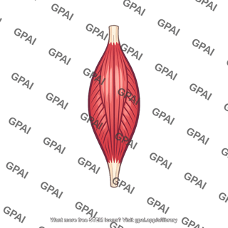 Dorsal interosseous muscle of foot