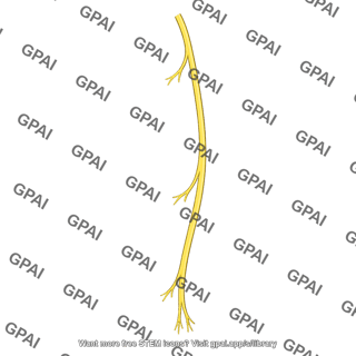 Medial cutaneous nerve of arm