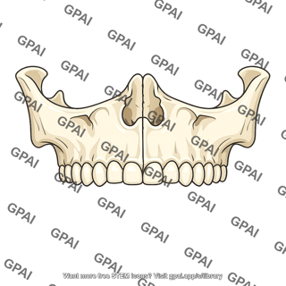 Paired maxilla