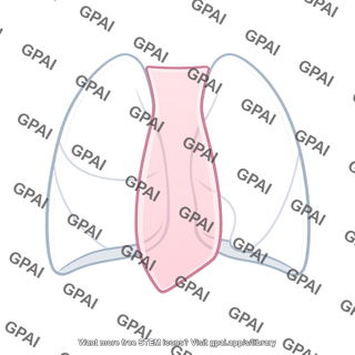 Mediastinum semitransparent